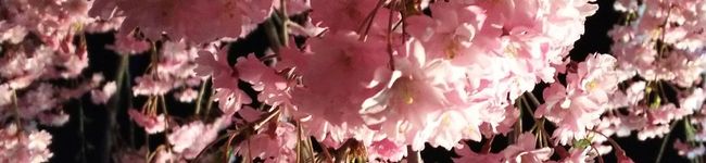 †桜色†'s header image