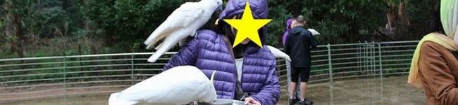ポキコちゃん's header image