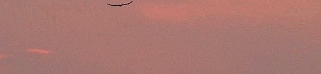 pyon1000's header image
