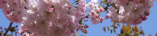 ภาพปกโพรไฟล์ของ 桜moon