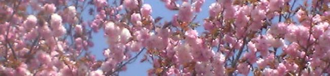 のののり's header image