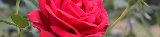 fumumu's header image