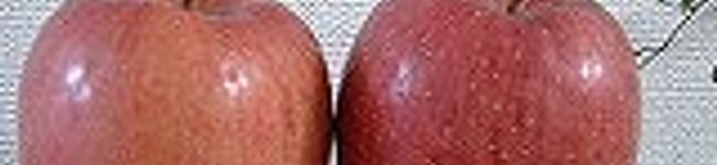 pari-sun's header image
