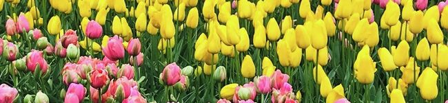 ANGELA_ORSINO's header image
