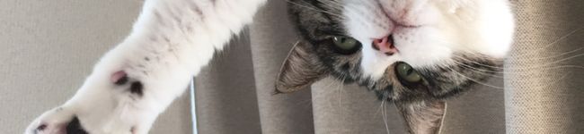 kinukosan's header image