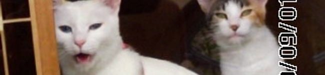 チャミミ猫's header image