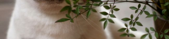 ハニーちん's header image