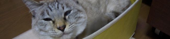 アオネコ's header image