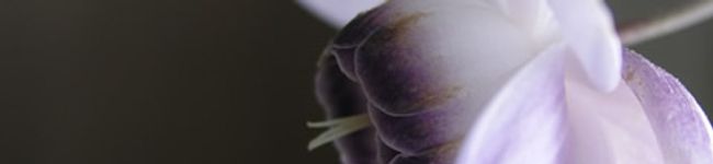 sugiaco's header image