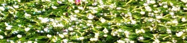 花の首飾り's header image