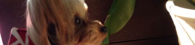 kewpiemom's header image