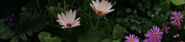 真生mama's header image