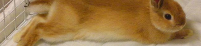 ✿ユカリーナ✿'s header image
