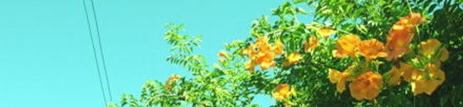 ＊Moke's header image