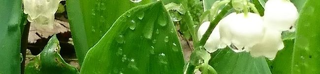 toshimasu's header image