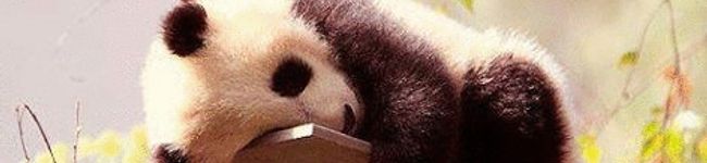 singrou's header image