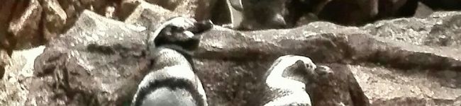 pajant's header image