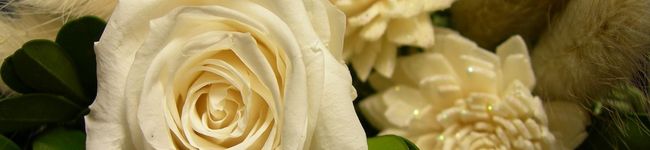 b_rose's header image