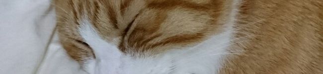 ☆nachu☆'s header image