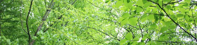 kanesho's header image