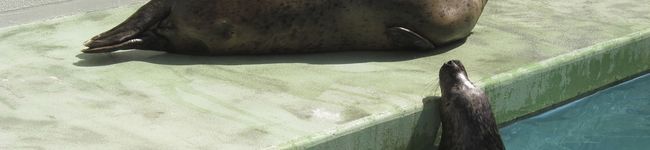 みけねこぴ's header image