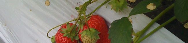 apricotpic's header image