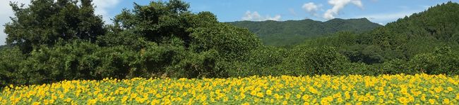ぴっﾄﾝmAm's header image
