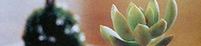 ｄｏｕｘｃｅ's header image