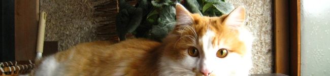 ころ猫～'s header image