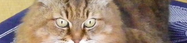 sankichism's header image