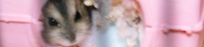 Ｎａｏｎａｏ's header image