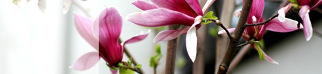 shimacco's header image