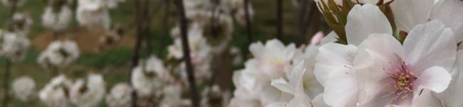 HachiKitch's header image