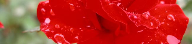 pMAOq0v0's header image