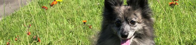 miko23kr's header image
