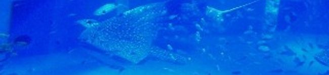 斑入り山吹's header image