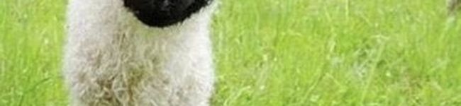 黒ひつじ亭's header image