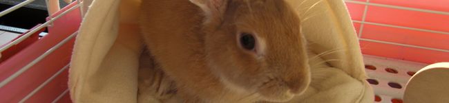 ピョン太くん's header image
