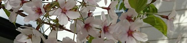 華模様's header image