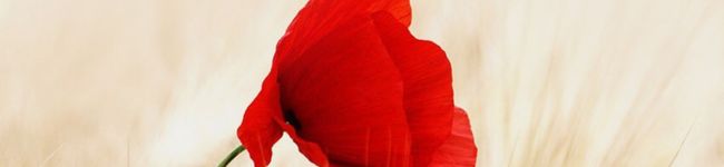 momo_sucre's header image