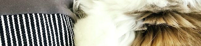 こねこねママ's header image