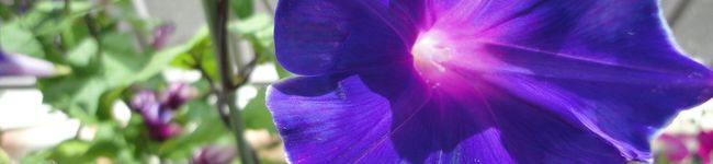 babaママ's header image