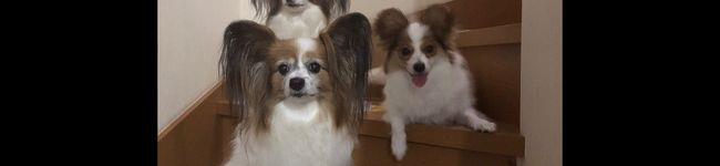 犬3匹も家族's header image