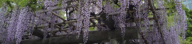 Madeleine7's header image