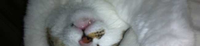 Luccar509's header image