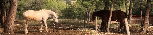 horseland's header image