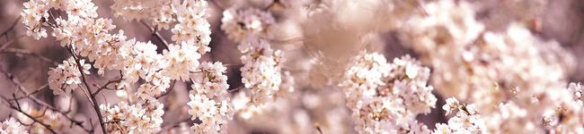 桜ドロップ's header image