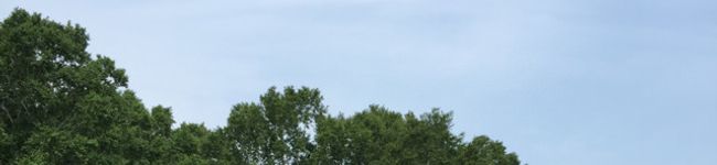 Palmtreeee's header image