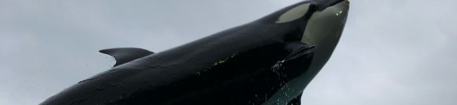 catmans's header image