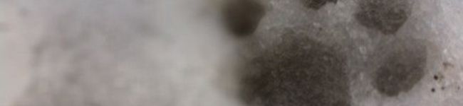 ♡muu♡'s header image